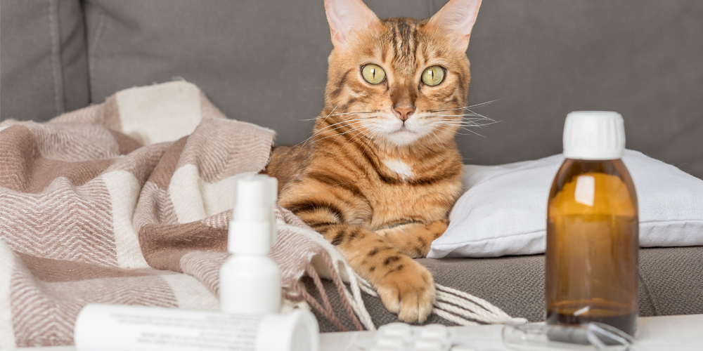 Seeking to cure a coronavirus fatal to cats