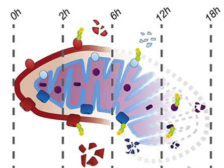Shown over time from left to right, mitochondria are broken down from the outside in during mitophagy.