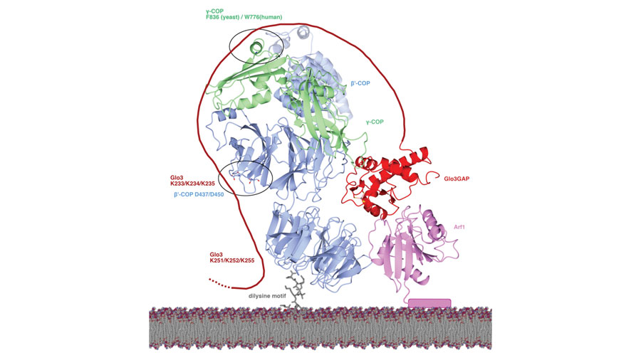 Molecular basis for interaction between an essential protein complex and its regulator
