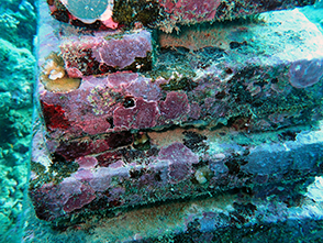 Autonomous reef monitoring structures, or ARMS, are a pyramid of stacked plates that passively accumulates healthy reef species to transfer to artificial reefs in areas such as the Bay of Ranobe, Madagascar.