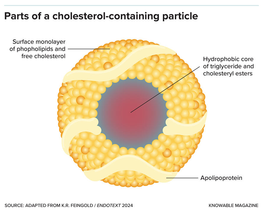Lipoprotein particles are made up of a core containing fat in the form of triglycerides and cholesterol in the form of cholesteryl esters, surrounded by phospholipids, free cholesterol molecules and apolipoprotein.