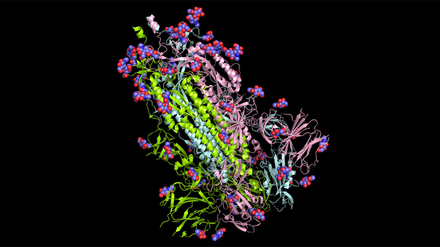 Blood glycome possibly predicts lifespan