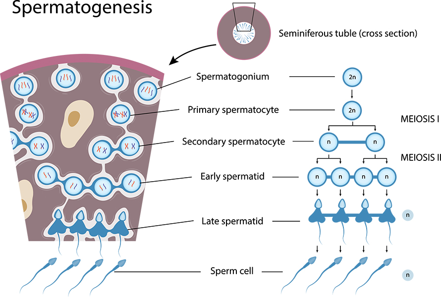 Spermatogenesis