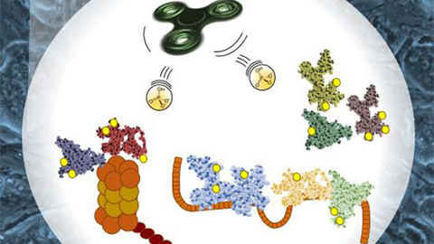 JBC: How an interest in bipolar disorder drugs led to a better understanding of leukemia