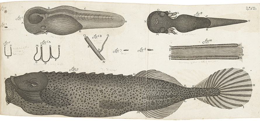 A microscopic study of frog and fish specimens, from Antonie van Leeuwenhoek’s Nature’s Mysteries Disclosed, 1695.