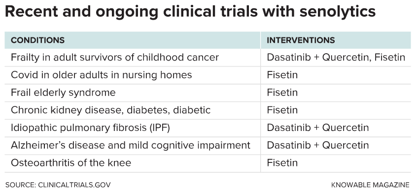 Senolytics are being tested to treat a wide variety of conditions in people as part of the Translational Geroscience Network. Dasatinib is a cancer drug, and quercetin and fisetin are natural antioxidants.