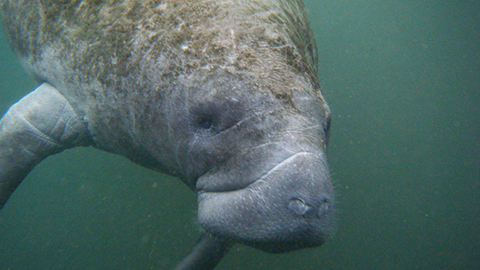 Shadow gene makes sea mammals vulnerable