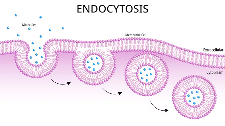 Endocytosis is the process by which material outside the cell, such as mRNA molecules, is engulfed within the cell.