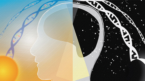 Circadian rhythmicity of metabolic processes