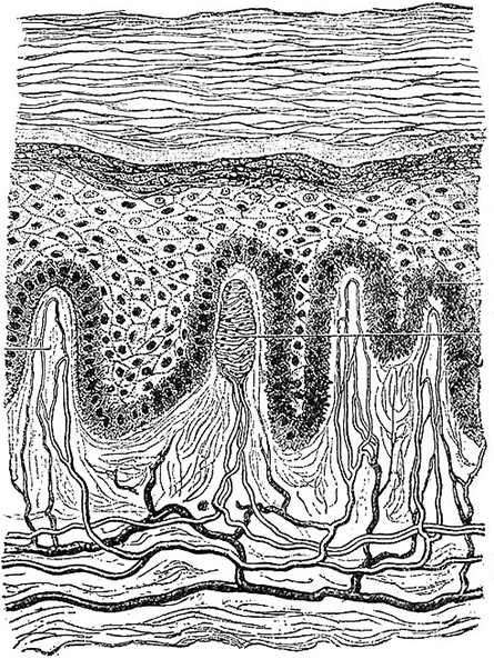 Researchers have found a new way to count ceramides in the stratum corneum, the outermost layer of the skin, shown at the top of this illustration of all layers of the epidermis