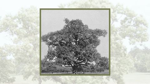 The American chestnut: A new frontier in gene editing