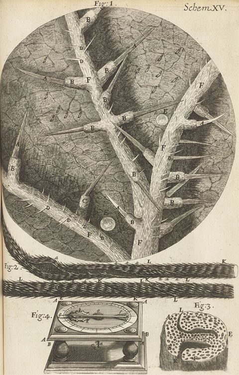 Robert Hooke’s microscopic view of stinging nettles and wild oats, from his Micrographia, 1665.