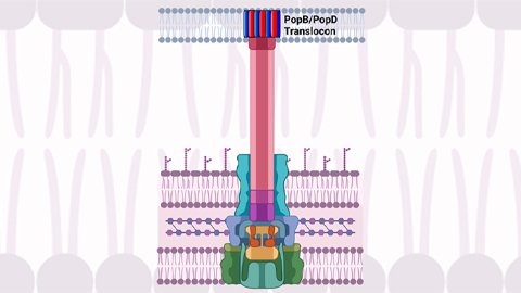 Team discovers how to sabotage antibiotic-resistant ‘superbugs’