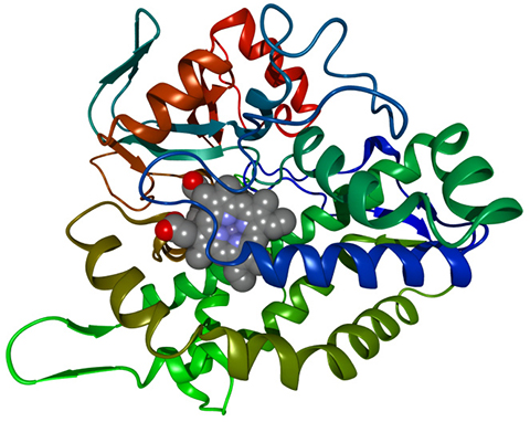 The cytochrome P450 enzyme breaks down polyunsaturated fatty acids into epoxides and could have a therapeutic role in treating cognitive decline.