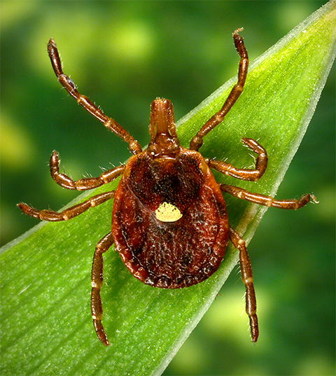 Robert Renthal studies Amblyomma americanum, the lone star ixodid, or hard tick, so-called for its lone star marking located centrally on its dorsal surface.