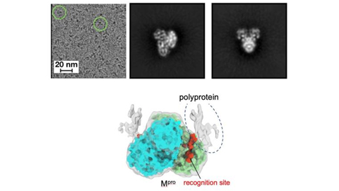 Essential process for SARS-CoV-2 viral replication visualized