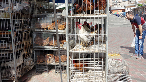 Re-creating live-animal markets in the lab