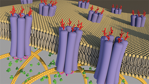 JBC: Team effort to figure out a rare genetic disease