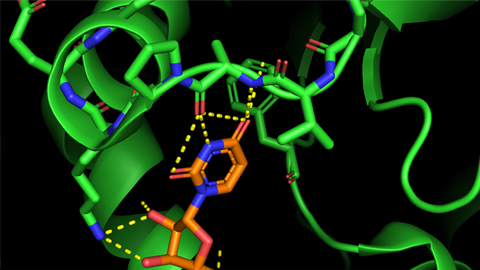 How does the sugar O-GlcNAc regulate nuclear and cytosolic proteins?