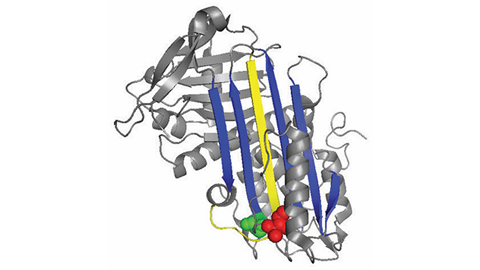 JBC: A rare blood disease can teach us about clotting