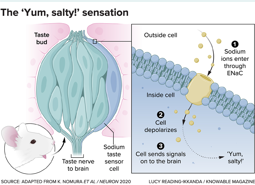 The pleasantly salty taste sensation is detected by sodium-sensing cells within taste buds on the tongue. Sodium ions enter these cells through a special sodium channel, a molecule called ENaC. The influx of positively charged sodium ions causes the taste cell to fire (or depolarize), sending a nerve signal to the brain.