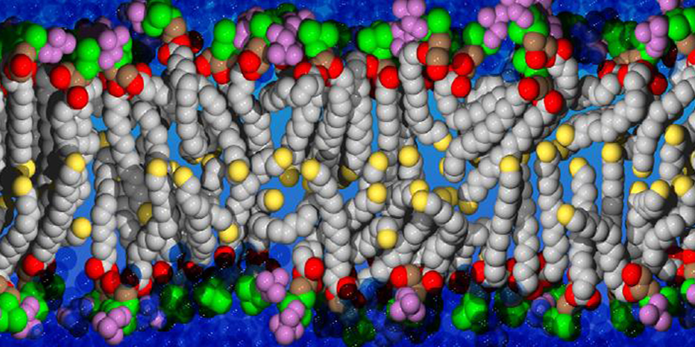Celebrating 100 years of the term 'lipid' - Marcellin-Berthelot-Ein-Pionier-in-der-Chemie