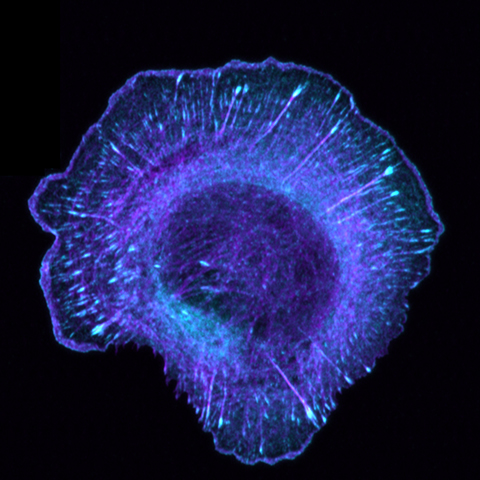 The actin cytoskeleton of a mouse fibroblast cell, imaged on the Zeiss LSM980.