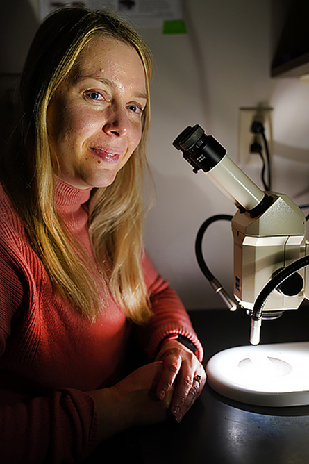 Vikki Weake, associate professor of biochemistry in Purdue's College of Agriculture, sits at a microscope in her lab.