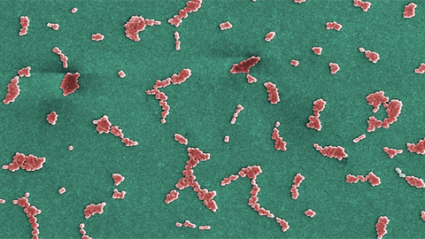 Pathogen-derived enzyme engineered for antibiotic design