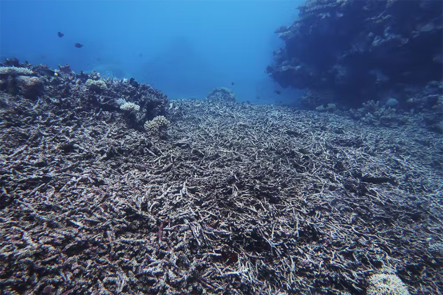 Reefs around the world – like the Great Barrier Reef seen here – are bleaching and dying because of stressors like increased water temperatures, and sunscreens may be exacerbating the issues.