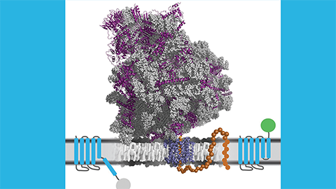 JBC: Simulations might speed drug target discovery