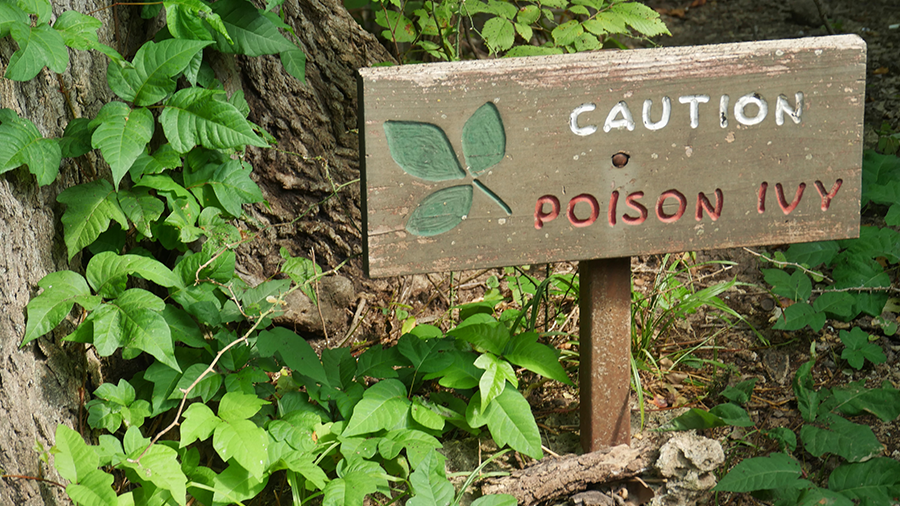 Poison-ivy-sign-445x334.jpg