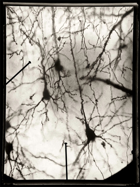 Microphotograph of pyramidal neurons by Santiago Ramón y Cajal.