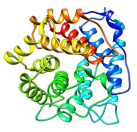 This is the X-ray crystal structure of C3D, a C3 fragment and ligand for complement receptor 2. Researchers recently found that C3 is elevated in early-onset Type 1 diabetes.