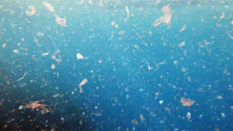 Disease-causing parasites can hitch a ride on plastics