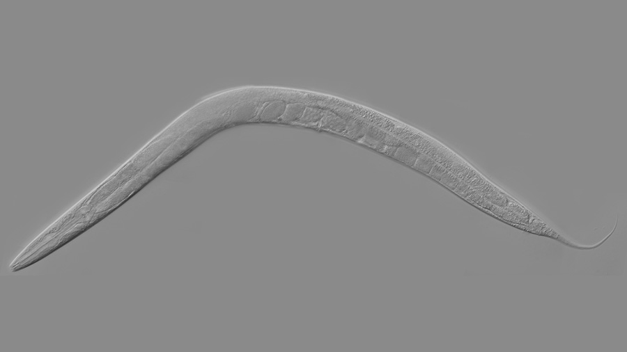 How smelling death alters worm behavior