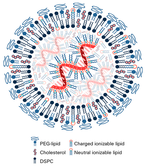 Example lipid nanoparticle structure. mRNA lipid nanoparticles contain low copy numbers of mRNA, and the mRNA is bound by the ionizable lipid that occupies the central core of the LNP. The polyethylene glycol lipid forms the surface of the lipid nanoparticle, along with a structural or helper lipid such as DSPC. Cholesterol and the ionizable lipid in charged and uncharged forms can be distributed throughout the LNP.