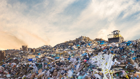 The living things that feast on plastic