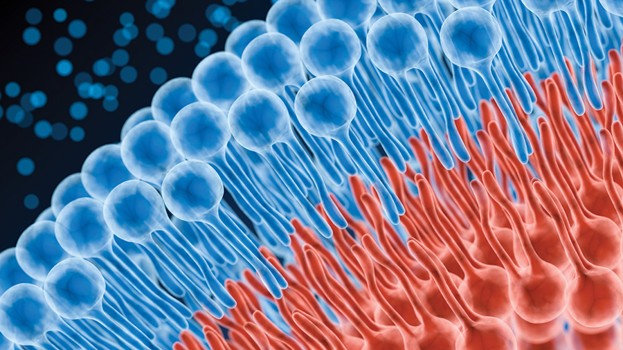 Regulation and function of membrane lipids