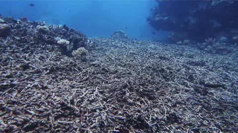 Corals and sea anemones turn sunscreen into toxins