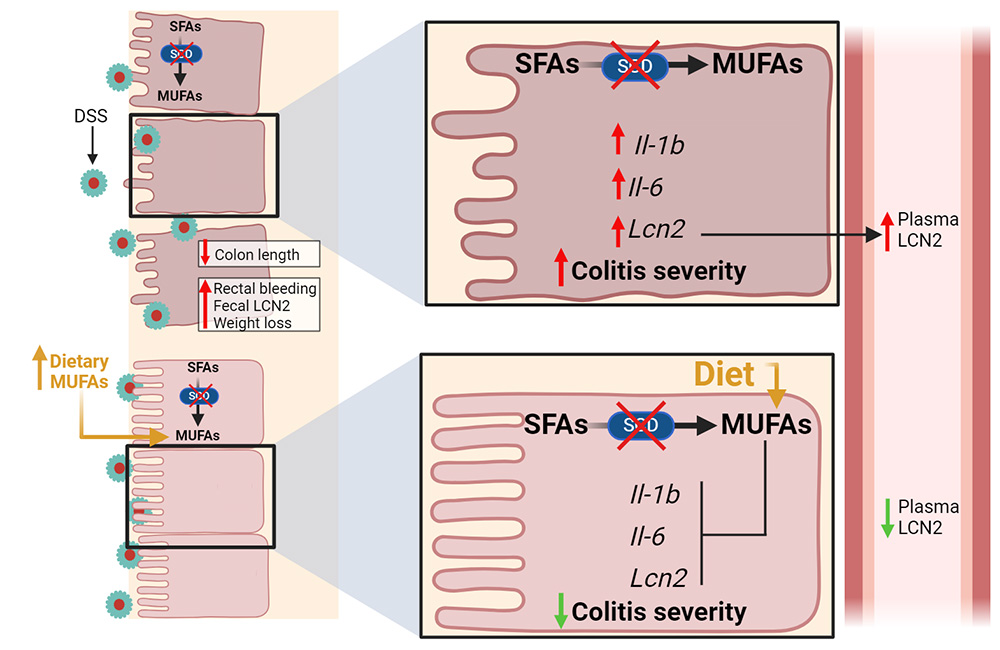 Graphical abstract of research