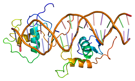 REV-ERB is a transcription factor, shown here binding to DNA.