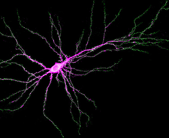Neuron with SynGAP binding to PSD-95