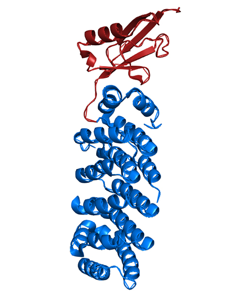 SUMO (red) is covalently linked to the TOG2 domain of Stu1, a microtubule associated protein (blue). When Stu1 is SUMOylated the protein abundance is increased by 442%25 in simulated microgravity, compared to the gravity condition. When Stu1 is not SUMOylated, the protein abundance is decreased by 55%25 in simulated microgravity. Created using the PyMol molecular visualization system.