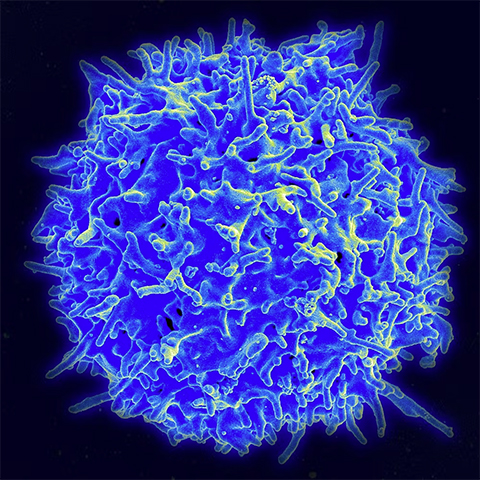 T cells play an important role in fighting against disease.