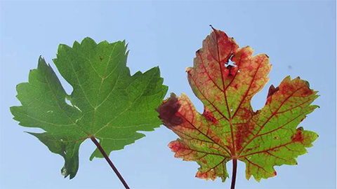 A grape virus causes vineyards to lose $60,000 per hectare, and there’s no defense against it