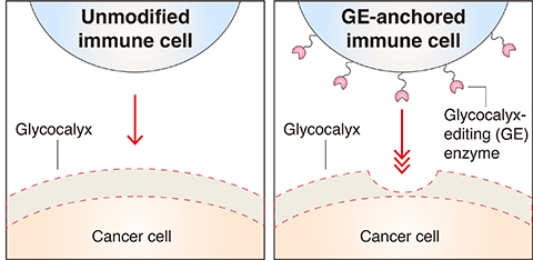 Researchers engineered immune cells (NK-92) to anchor glycocalyx-editing (GE) enzymes on the surface. The modified immune cells were able to break through the glycocalyx armor of cancer cells.