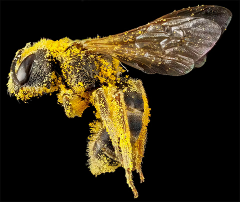 A sweat bee (Halictus ligatus) covered with pollen.