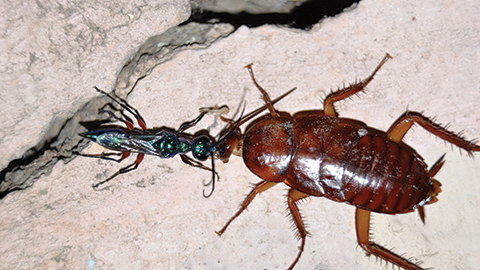 MCP: Wasp venom causes slow burn in roach brain