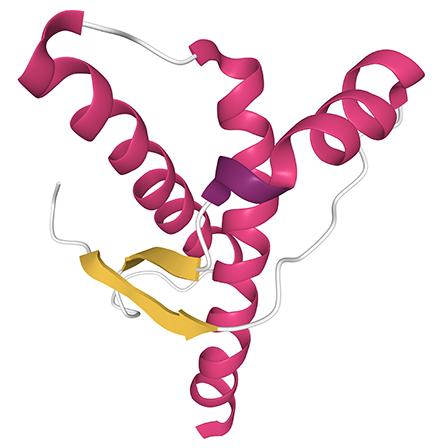 Prions are misfolded proteins with the ability to transmit their misfolded shape onto normal variants of the same protein. They characterize several fatal and transmissible neurodegenerative diseases in humans and many other animals.